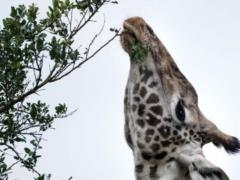 Названы виды животных, которые окажутся под более основательной защитой