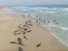 Более сотни дельфинов выбросились из моря на африканский пляж