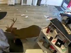 Олень устроил погром в парикмахерской в Нью-Йорке