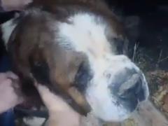 На Харьковщине военные волонтеры спасли двух сенбернаров