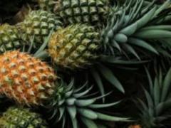Врачи рассказали, кому особенно полезно есть ананас