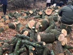 Под Харьковом задержана матерая группа  черных лесорубов 