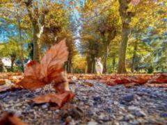 Врач рассказал, как теплый ноябрь может отразиться на здоровье