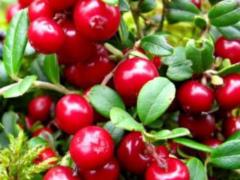 Named a berry that lowers cholesterol and blood sugar