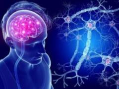 Медики подсказали, как быстро восстановить нервные клетки