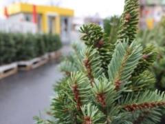 In Ukraine, the sale of Christmas trees began