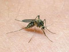 Комары становятся устойчивыми к защитным средствам против насекомых