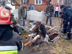 На Ровенщине МВД провело операцию по спасению коня