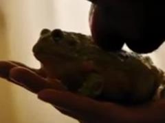 The Weeknd  под наркотиками  облизывал жабу и целовался со статуями в новом клипе