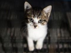Teenager got an electric shock rescuing a kitten