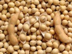 Named Hazardous Properties of Soy Products