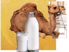 Camel milk may be a superfood that is beneficial for inflammation