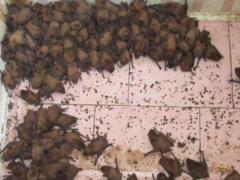 У Львові на балконі знайшли 1 700 кажанів