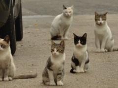 В Николаеве котов признали частью экосистемы города