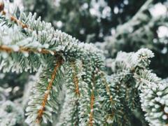 In Ukraine, cool weather will be established without precipitation, sleet on the roads in some places