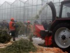 В Киеве открыли 15 пунктов сбора новогодних елок