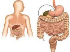 New discovery: bile acids regulate immunity and reduce inflammation