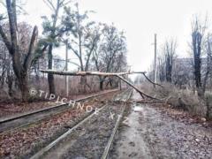 В Харькове из-за непогоды упало семь деревьев