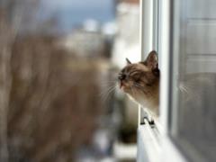 Синоптики прогнозують теплу погоду в Україні