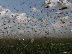 Somali authorities impose emergency regime due to locust invasion