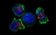A protective mechanism against cancer has been found in the human body