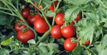 Что такое клетчатка и в каких продуктах она содержится