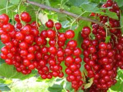 Чем полезна красная смородина и кому нельзя ее есть