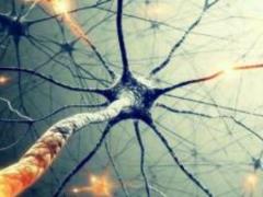 Scientists have found in the brain the neurons responsible for eating disorders