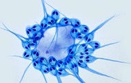 Animal living without oxygen found
