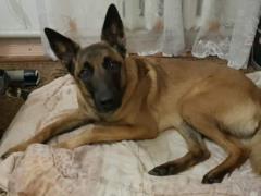 In Sumy, the dog saved the life of the mistress