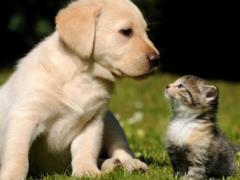Animals banned from entering China