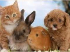 Mustache, paws and tail are our antidepressants