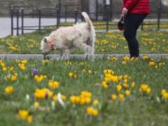 Coronavirus and pets: is there a danger