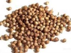 Doctors called the healing properties of coriander