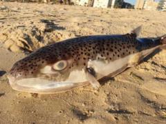 К берегам Израиля приплыли ядовитые рыбы-собаки