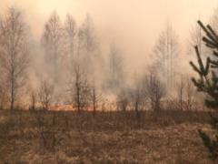 В Житомирской области - новый очаг лесного пожара