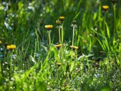 Forecasters promise warm and sunny weather in the coming days