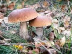 Эти грибы могут защитить от рака простаты