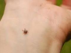 What can never be done if you are bitten by a tick