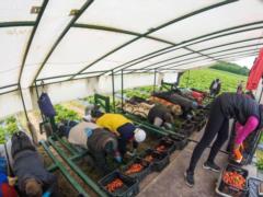 В Эстонии пояснили, чем опасен отказ от украинских рабочих рук