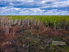 Чернобыль оживает после масштабного пожара