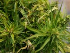 Конопля как средство борьбы с коронавирусом: новое открытие ученых