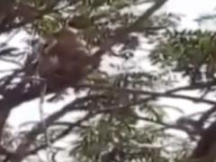 In India, a flock of monkeys stole blood samples of patients with coronavirus