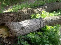 In Kharkov, due to bad weather, about two dozen trees fell
