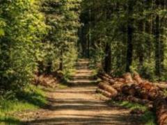 Rada adopted as a whole the law on forest inventory