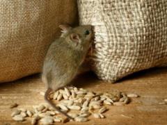 In the State Reserve revealed a grain shortage of UAH 800 million, a criminal case has been opened