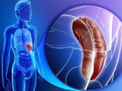 The spleen turned into a liver inside a living mouse