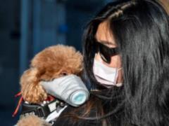 The second wave of coronavirus can cause pets
