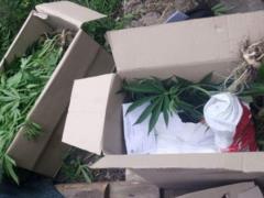 Цифра дня: Харьковская полиция в одном из районов области за сутки изъяла 167 кустов конопли