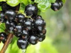 Врачи назвали самую полезную ягоду для организма